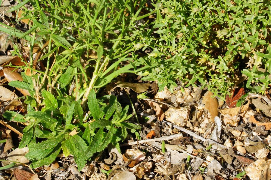 Stachys glutinosa